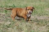 AMSTAFF  PUPPIES 134